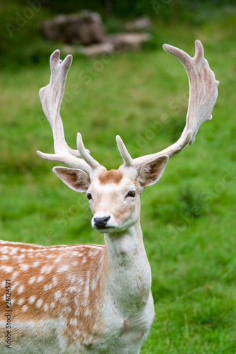 Fallow deer in the wilderness, Black Forest, Germany