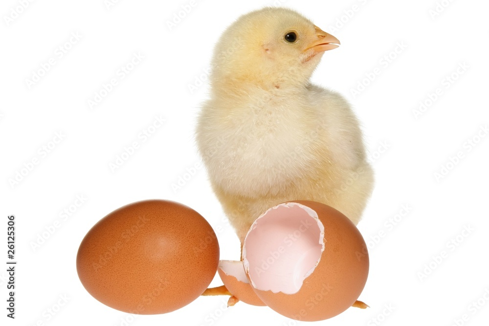 Baby Chicken & Eggs