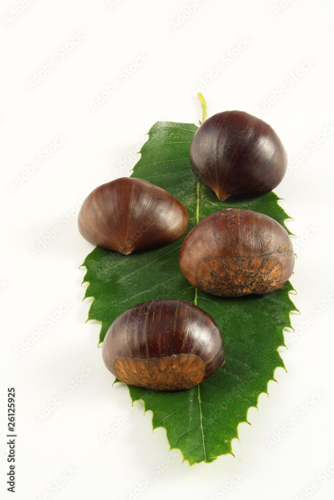 Obraz premium Castagne