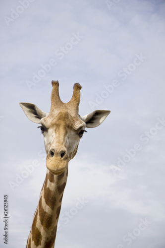 Giraffe against blue sky © annems