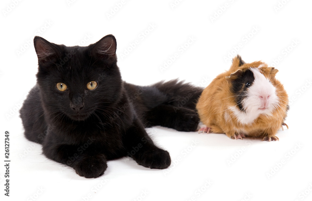 rongeur et chat noir sur fond blanc