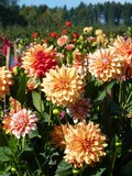 Dahlien - Feld