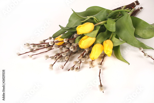 wiosenne żółte tulipany © MMytnik