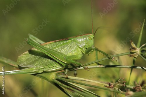 cavalletta verde