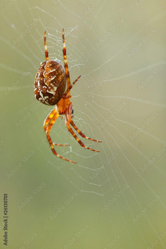 Spider-crusader. Spider-crusader.