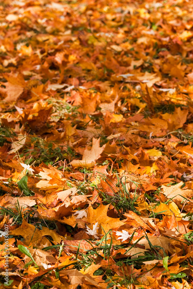 Colourful pile of leaves