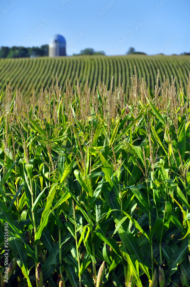 Corn Field Corn Field