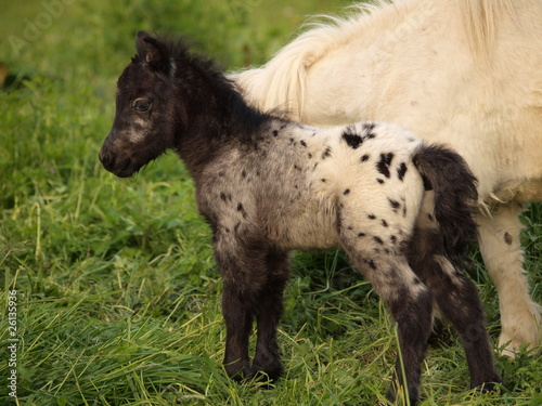 Photography Junges Falabella