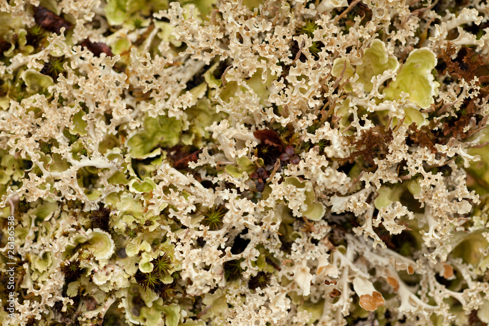 Lichens Lichens