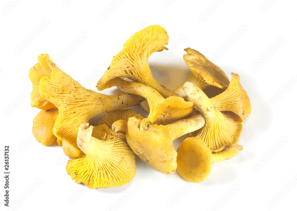 Chanterelles isolated on white background Chanterelles isolated on white background