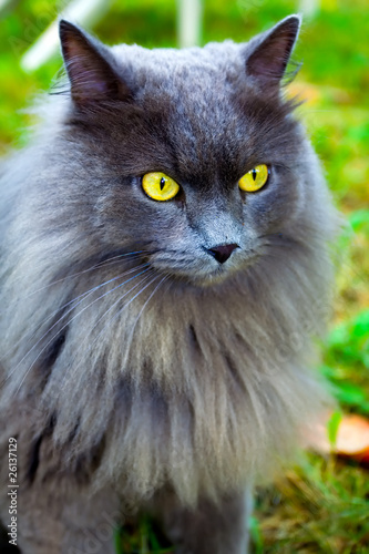 beautiful gray cat with yellow eyes