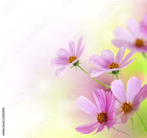 Fototapeta Naklejka Na Ścianę i Meble -  Beautiful Floral Border.Flower design