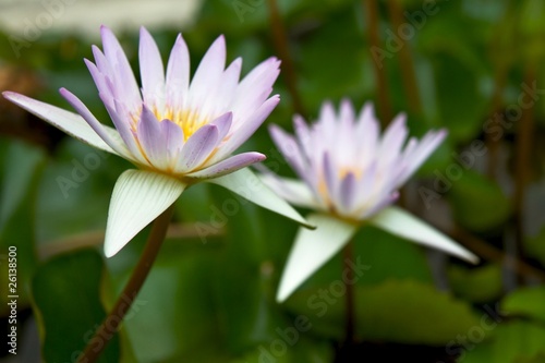 Lotus (Cape water-lilly) 2