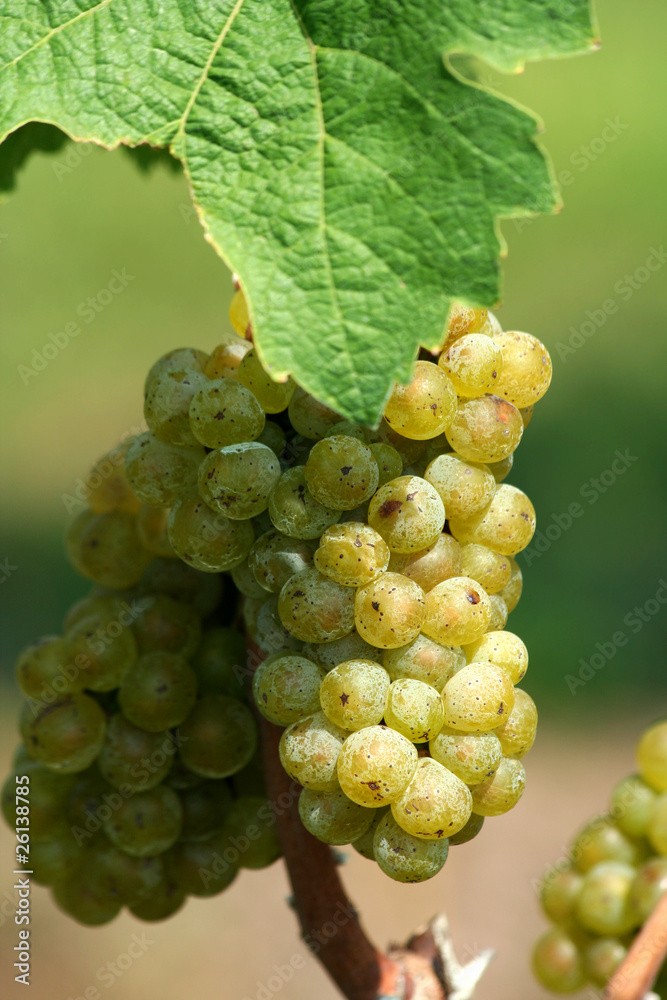 Green chardonnay grapes