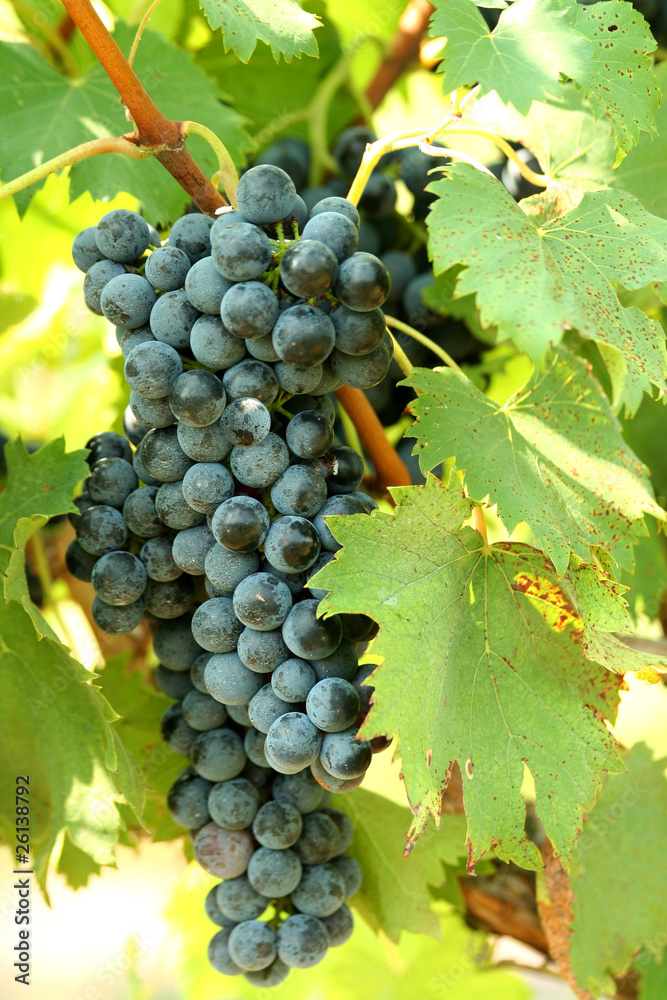 Fototapeta premium A bunch of grapes
