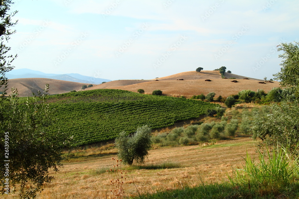 Wood on the hill's slope in Tuscany,Italy