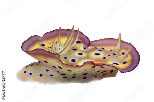 Nudibranch photo