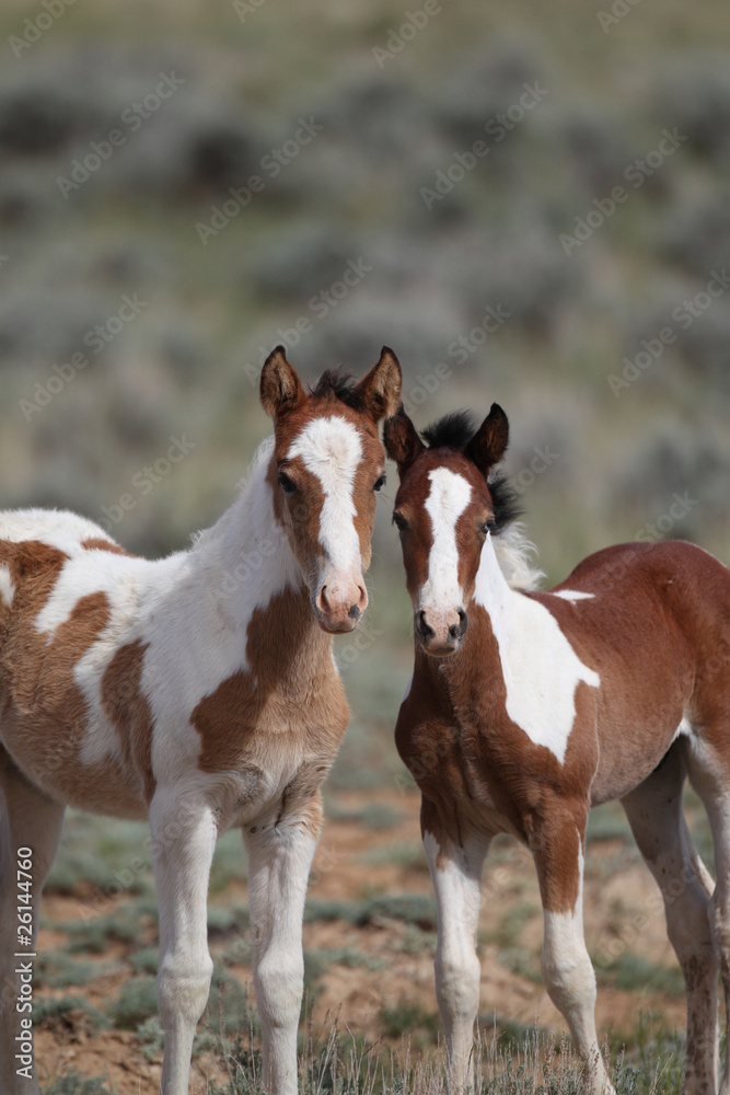 Obraz premium Wild mustangs of McCullough Peak