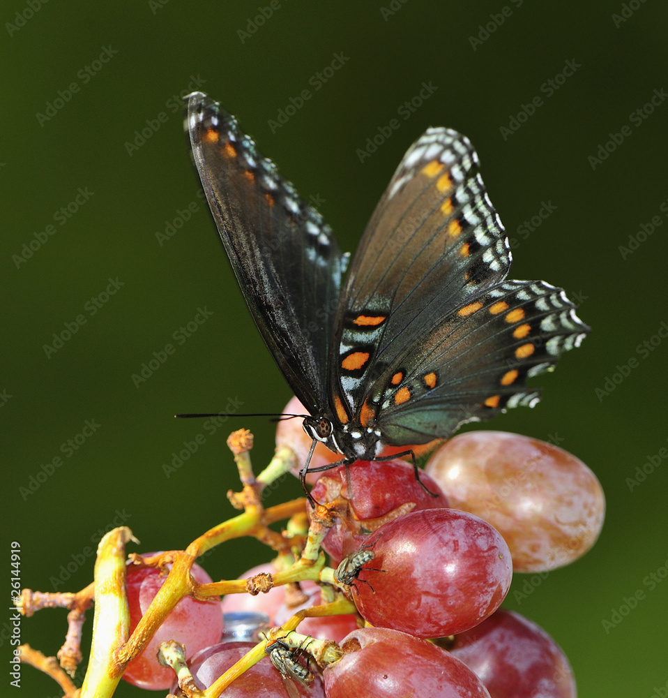Fototapeta premium Spicebush Swallowtail Butterfly