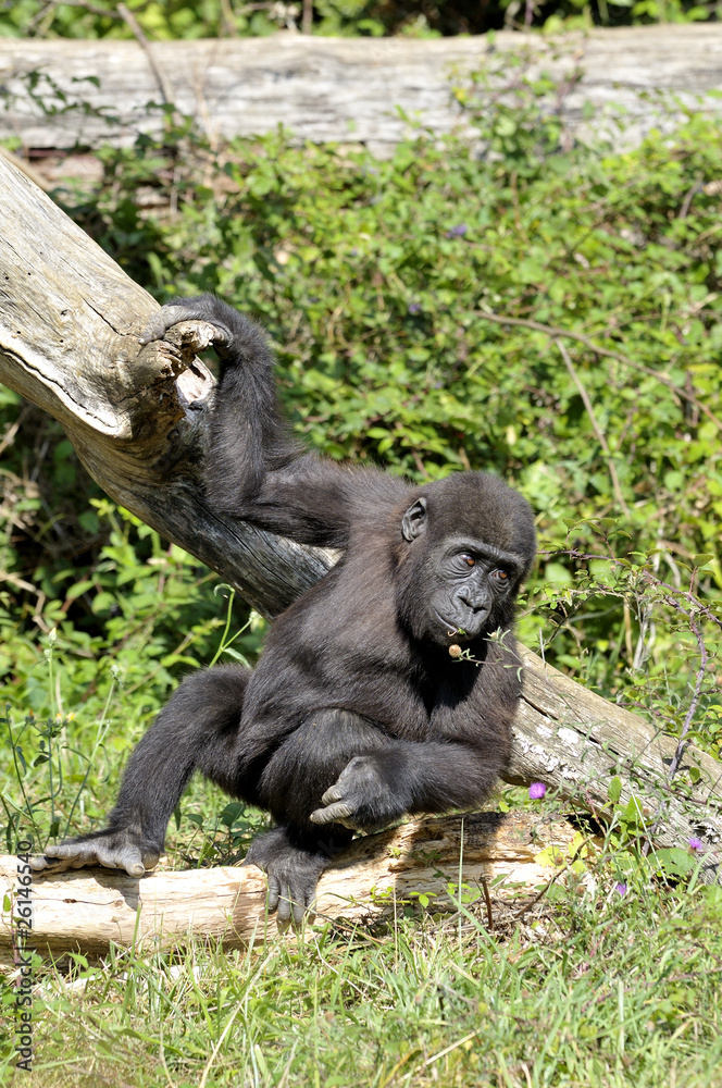 Fototapeta premium Chimpanzé