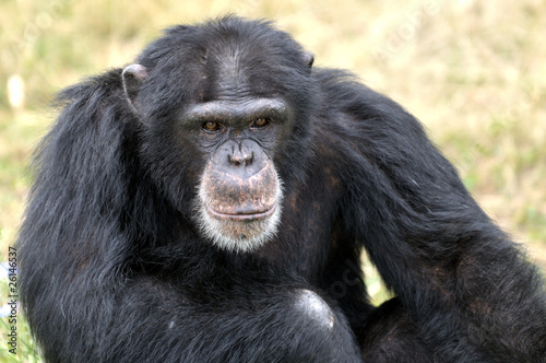 Chimpanzé © Pascal Martin