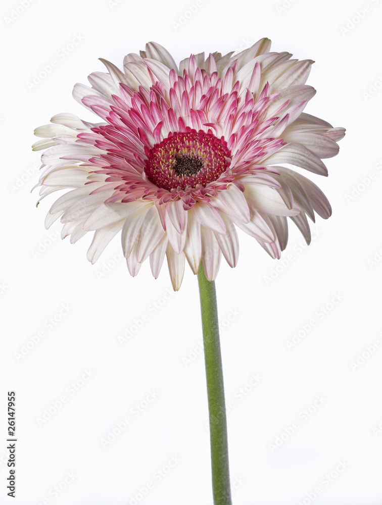 Pink and white Gerbera Daisy, Isolated Pink and white Gerbera Daisy, Isolated