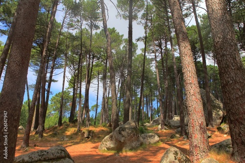 foret de pin