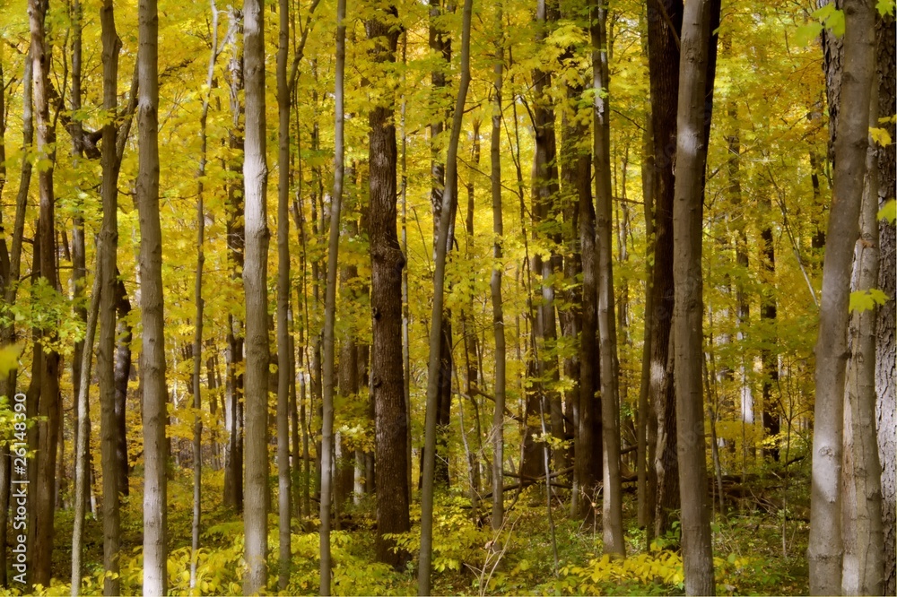 Obraz premium A forest ful of yelow autumn colors.