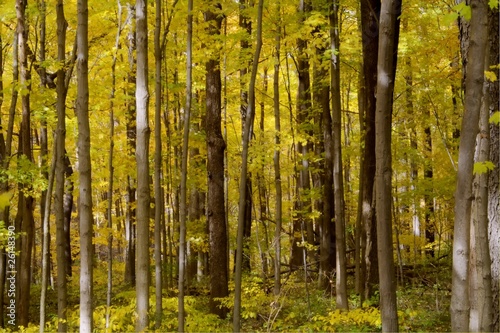 A forest ful of yelow autumn colors.