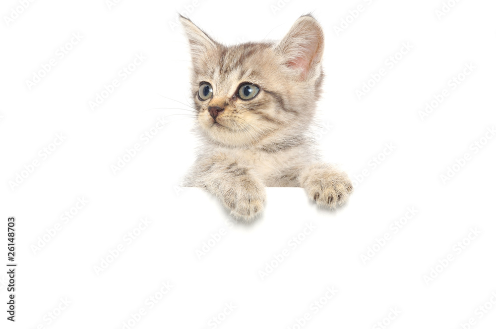 Obraz premium kitten