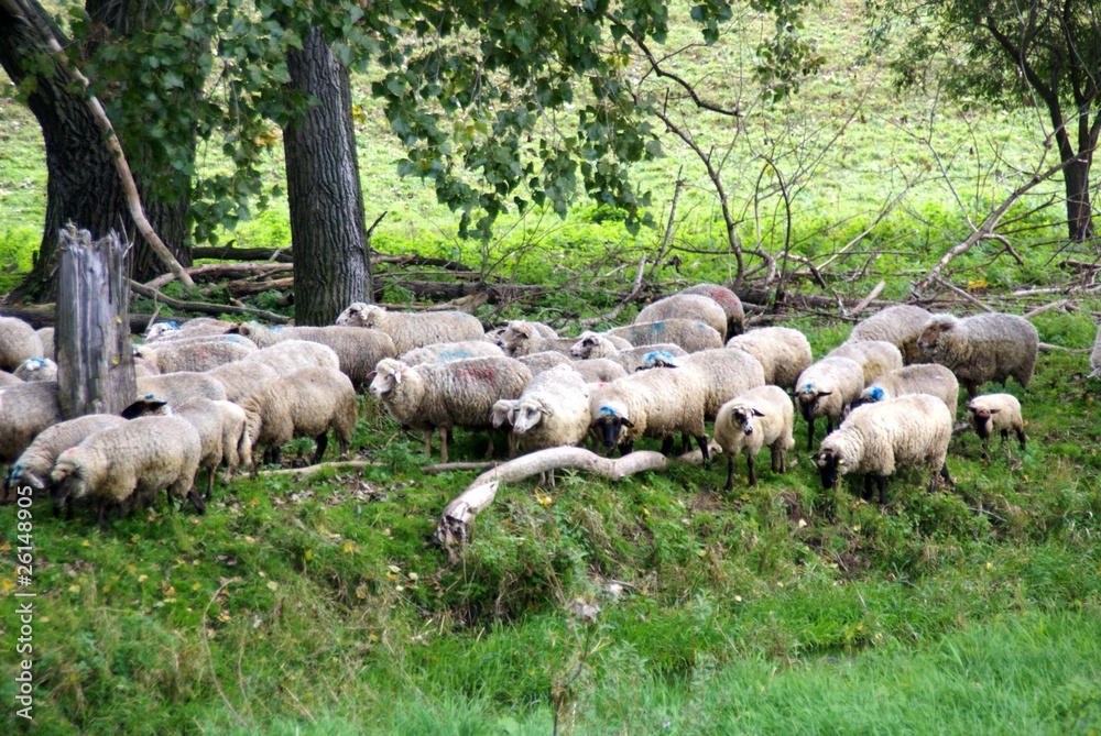 Obraz premium Schafherde