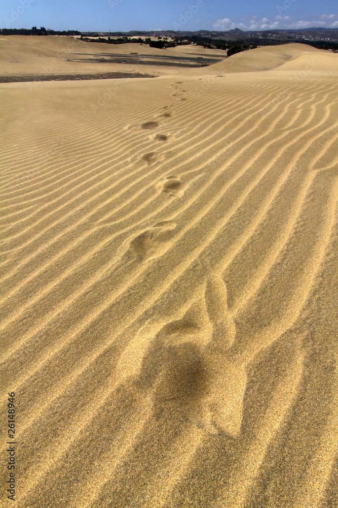 Fototapeta premium Desert