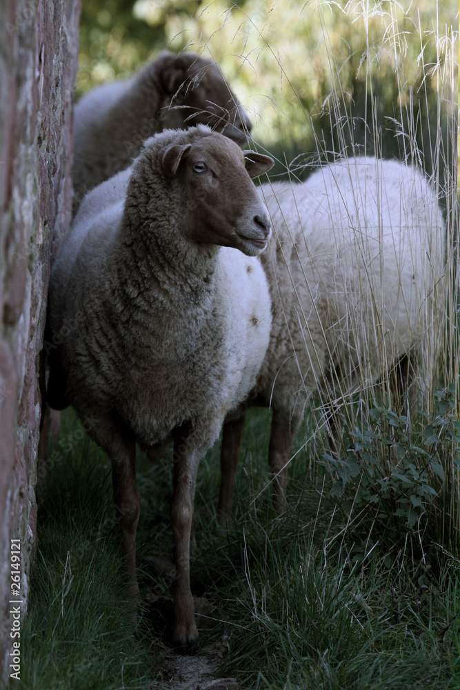 Fototapeta premium Kleine Herde