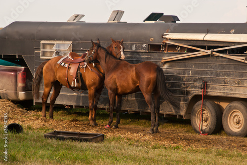 Two horses nuzzling in front of their trailer at the fairground