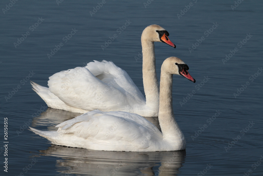 Obraz premium Swan