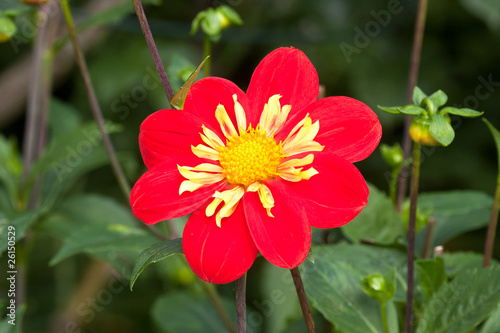 Obraz na płótnie Single red dahlia facing skywards