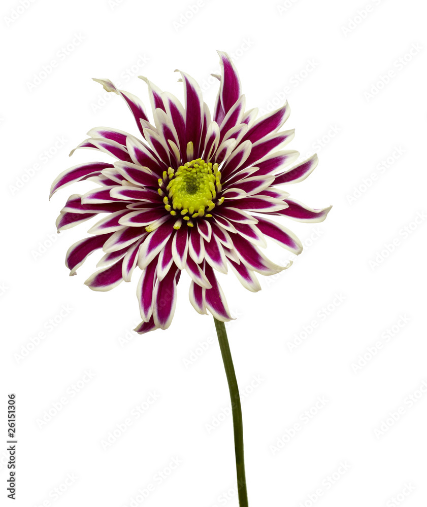 Naklejka premium flower nature garden botany daisy bloom