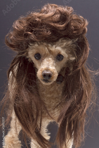 Obraz na plátne Mullet Dog