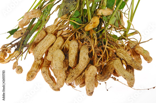 Groundnut Plants With  Groundnuts At  The Root