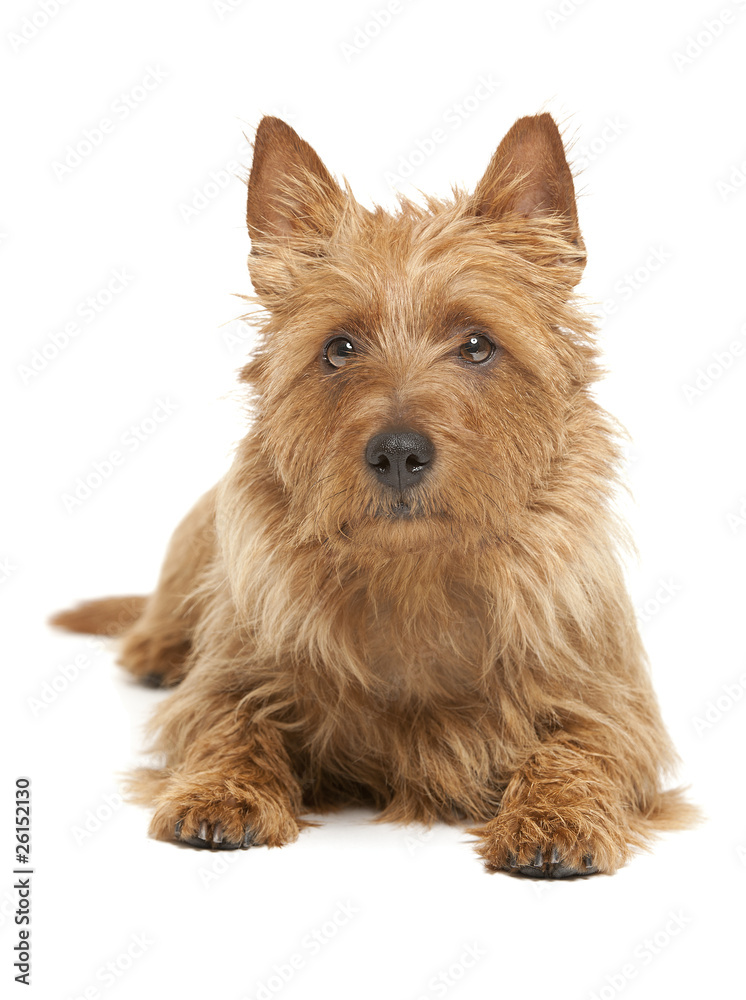 australian terrier australian terrier