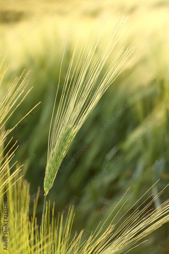 Close up of wheat ears in the field at dusk Close up of wheat ears in the field at dusk