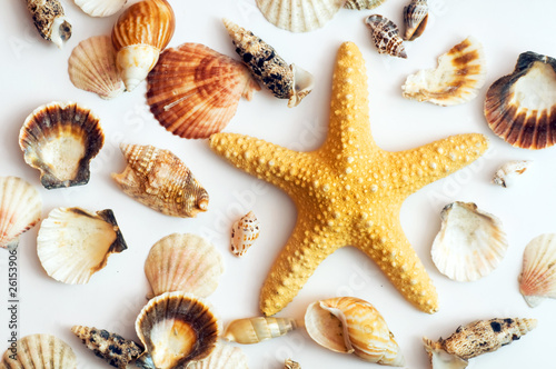 Starfish and shells isolated on white. Tourism, travel
