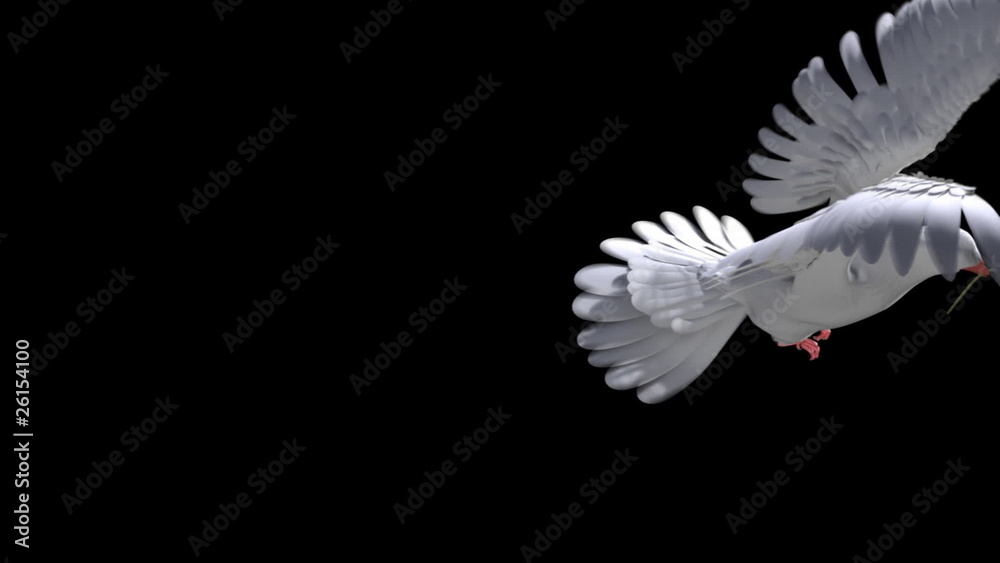 White Dove and olive branch