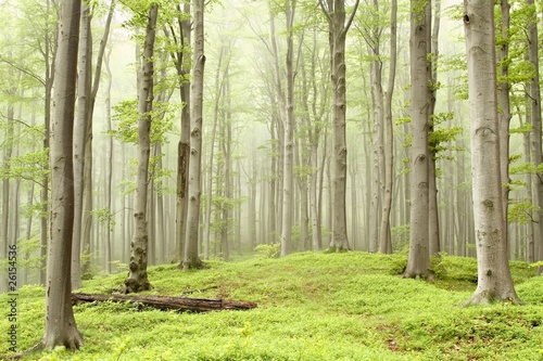 Misty spring forest on the mountain slope