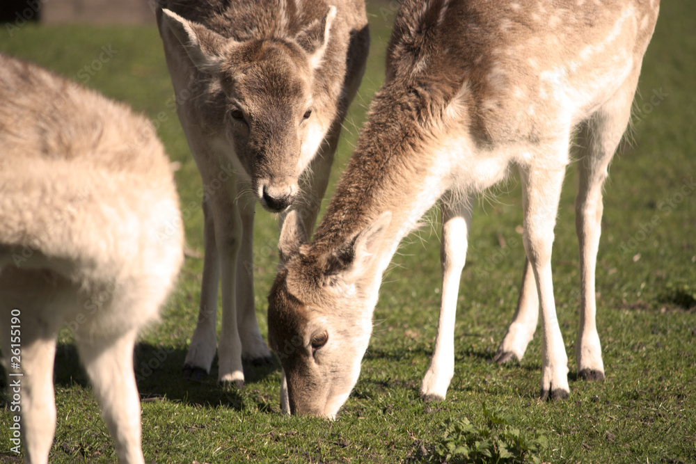 Grazing Deer Grazing Deer