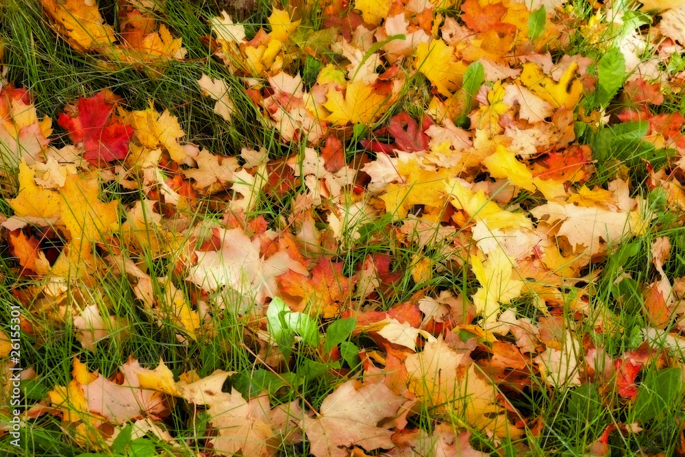 Background of fallen leaves on grass