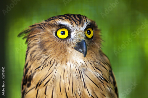 Eagle owl with piercing yellow eyes.