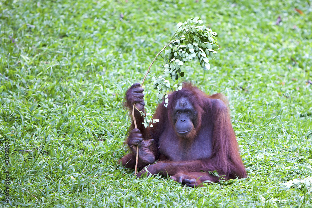 Naklejka premium Female Orangutan using a branch for shade.