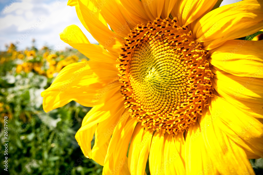 Naklejka premium sunflower on blue sky background