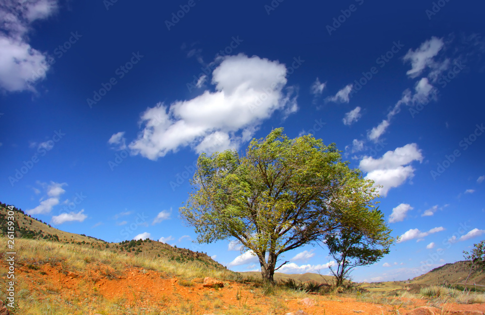 Obraz premium Two big trees on red rock hill